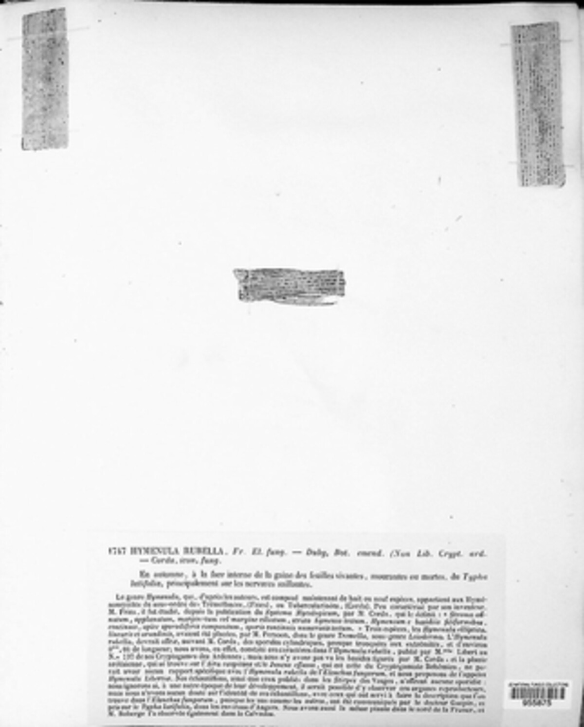 Hymenula rubella image